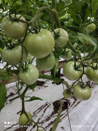 김영인님의 토마토·일상 작성글 사진