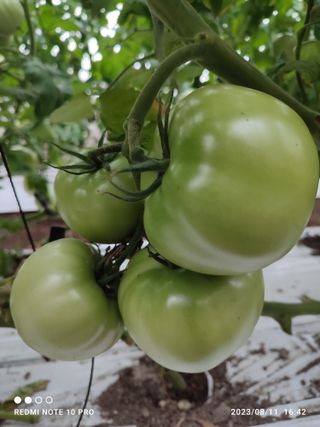 김영인님의 토마토 · 일상 작성글 사진