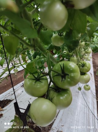 김영인님의 토마토 · 일상 작성글 사진