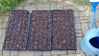 달맛햇복숭아농원님의 배추 · 파종•정식 작성글 사진