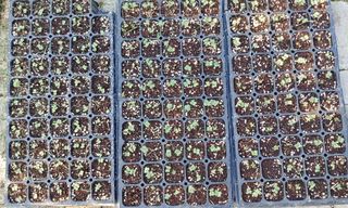 달맛햇복숭아농원님의 배추 · 파종•정식 작성글 사진