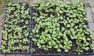 달맛햇복숭아농원님의 배추 · 파종•정식 작성글 사진