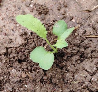 달맛햇복숭아농원님의 배추 · 파종•정식 작성글 사진