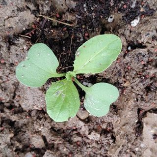 달맛햇복숭아농원님의 배추 · 파종•정식 작성글 사진