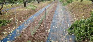 달맛햇복숭아농원님의 배추 · 파종•정식 작성글 사진