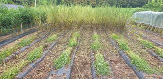 권오영님의 참깨 · 자유게시판 작성글 사진