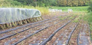 권오영님의 참깨 · 자유게시판 작성글 사진