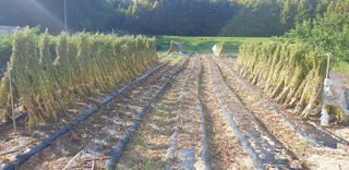 권오영님의 참깨 · 자유게시판 작성글 사진