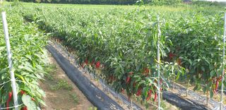 권오영님의 참깨 · 자유게시판 작성글 사진