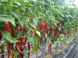 시골농부님의 고추 · 수확 작성글 사진