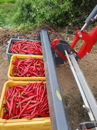 시골농부님의 고추 · 수확 작성글 사진