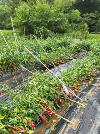 전선경님의 고추 · 자연재해•동물피해 작성글 사진