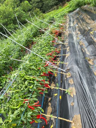 전선경님의 고추 · 자연재해•동물피해 작성글 사진