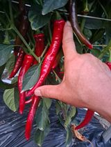 팜모닝 고추·수확 게시글 이미지