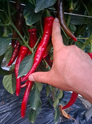 창공 귀농귀촌 초보님의 고추 · 수확 작성글 사진