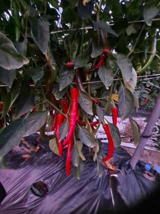 창공 귀농귀촌 초보님의 고추 · 수확 작성글 사진