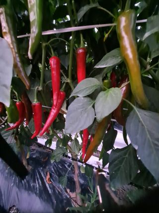 창공 귀농귀촌 초보님의 고추 · 수확 작성글 사진