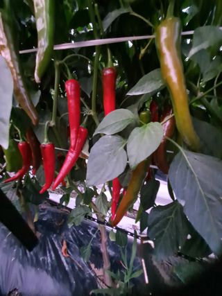 창공 귀농귀촌 초보님의 고추 · 수확 작성글 사진