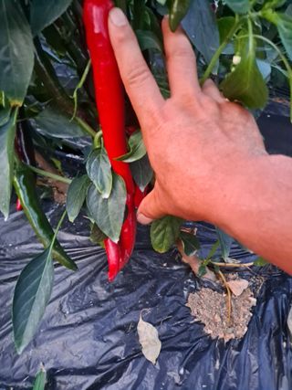 창공 귀농귀촌 초보님의 고추 · 수확 작성글 사진