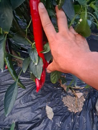 창공 귀농귀촌 초보님의 고추 · 수확 작성글 사진