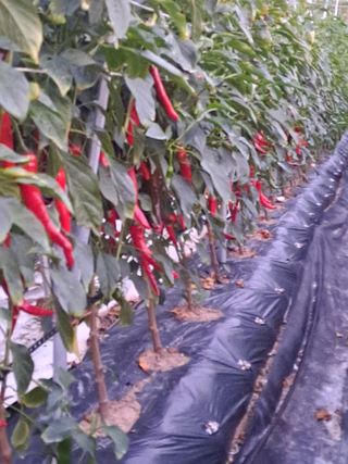 창공 귀농귀촌 초보님의 고추 · 수확 작성글 사진