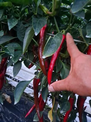 창공 귀농귀촌 초보님의 고추 · 수확 작성글 사진