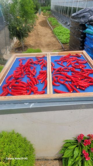 제주농부님의 참깨 · 자유게시판 작성글 사진