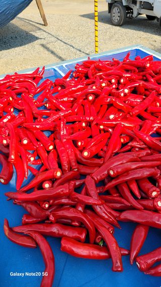 제주농부님의 참깨 · 자유게시판 작성글 사진