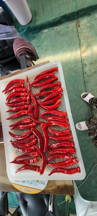 제주농부님의 참깨 · 자유게시판 작성글 사진