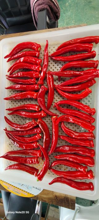 제주농부님의 참깨 · 자유게시판 작성글 사진