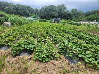 김형용님의 8월 내 작물 자랑하기 · 참여글 작성글 사진