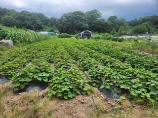 김형용님의 8월 내 작물 자랑하기 · 참여글 작성글 사진