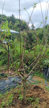 팜모닝 8월 내 작물 자랑하기·참여글 게시글 이미지