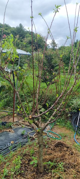 김재열님의 8월 내 작물 자랑하기 · 참여글 작성글 사진