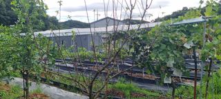 김재열님의 8월 내 작물 자랑하기 · 참여글 작성글 사진