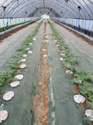 최영수님의 8월 내 작물 자랑하기 · 참여글 작성글 사진