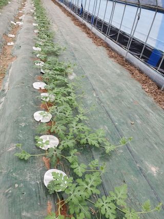 최영수님의 8월 내 작물 자랑하기 · 참여글 작성글 사진