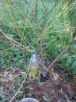 배종섭님의 복숭아 · 병해충상담 작성글 사진