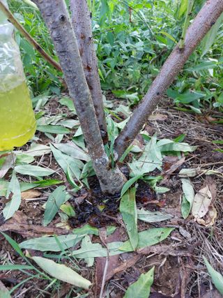 배종섭님의 복숭아 · 병해충상담 작성글 사진