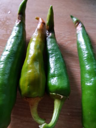 암초님의 고추 · 병해충상담 작성글 사진