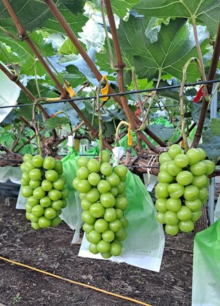 김시택샤인머스켓님의 8월 내 작물 자랑하기 · 참여글 작성글 사진