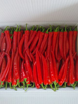 권여사님의 8월 내 작물 자랑하기 · 참여글 작성글 사진