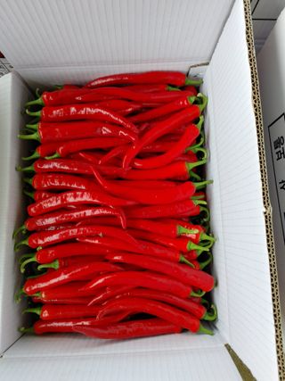 권여사님의 8월 내 작물 자랑하기 · 참여글 작성글 사진