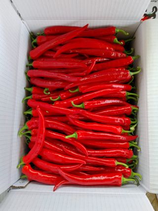 권여사님의 8월 내 작물 자랑하기 · 참여글 작성글 사진