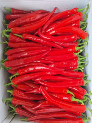 권여사님의 8월 내 작물 자랑하기 · 참여글 작성글 사진