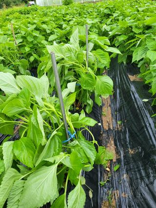 김미자님의 8월 내 작물 자랑하기 · 참여글 작성글 사진