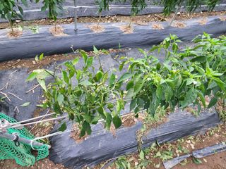 노문우님의 고추 · 병해충상담 작성글 사진