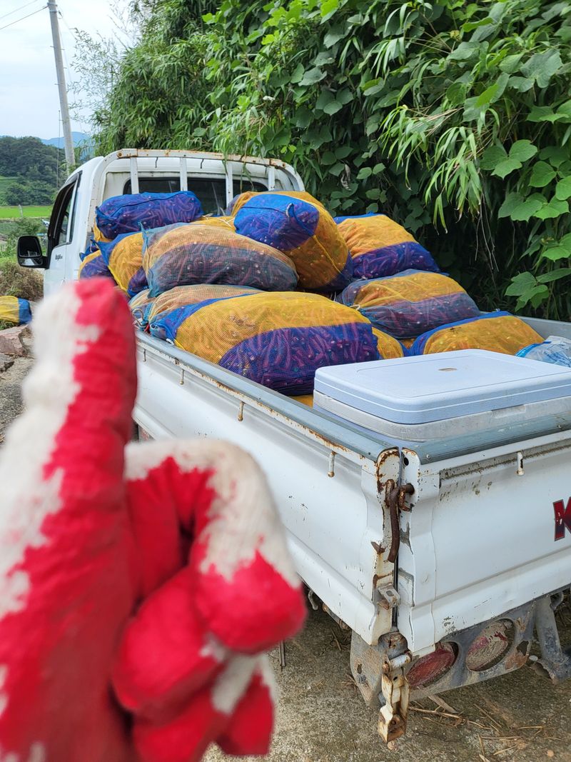 김영진(전남영광)님의 장터 판매 상품 [고추가루 600g ( 전남 영광산 )] 첨부 사진