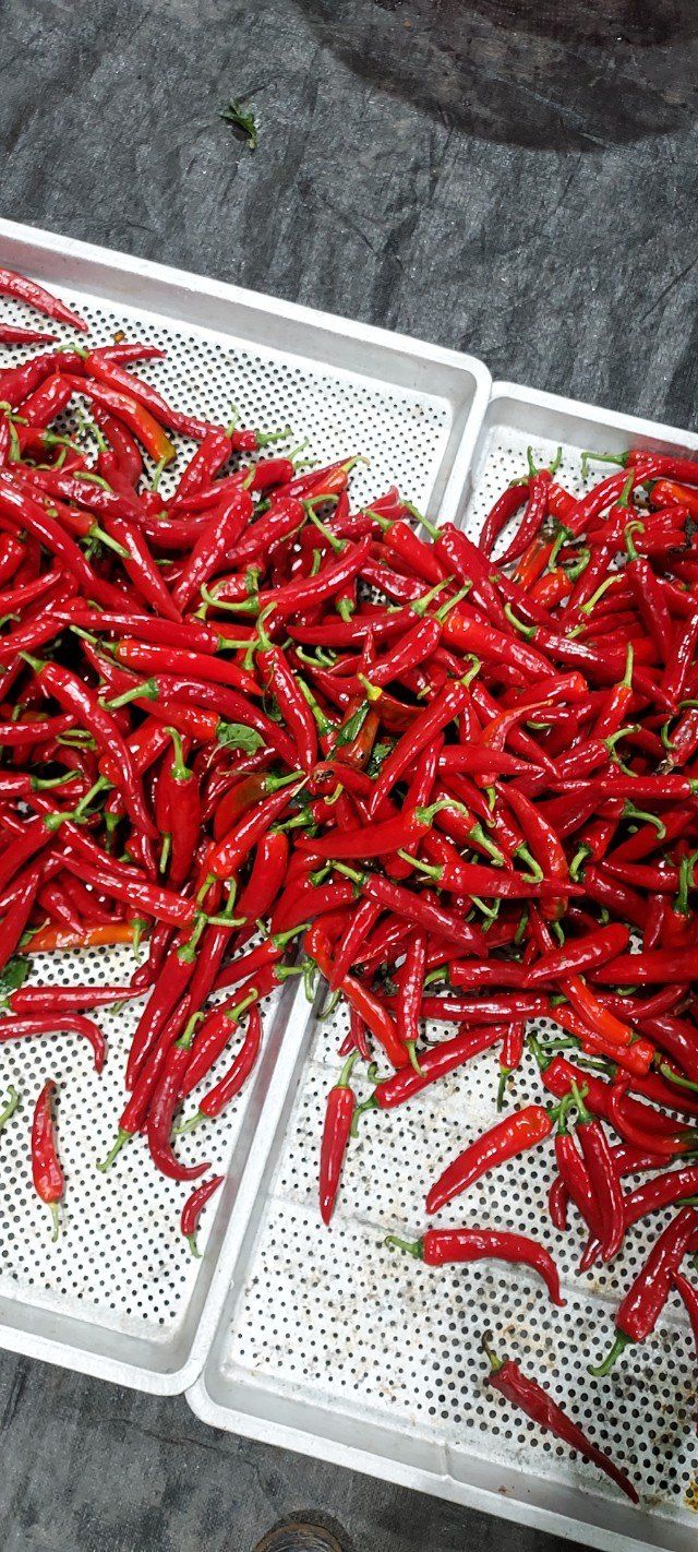 김영진(전남영광)님의 장터 판매 상품 [고추가루 600g ( 전남 영광산 )] 첨부 사진