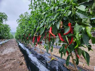 꽃순이네님의 고추 · 수확 작성글 사진